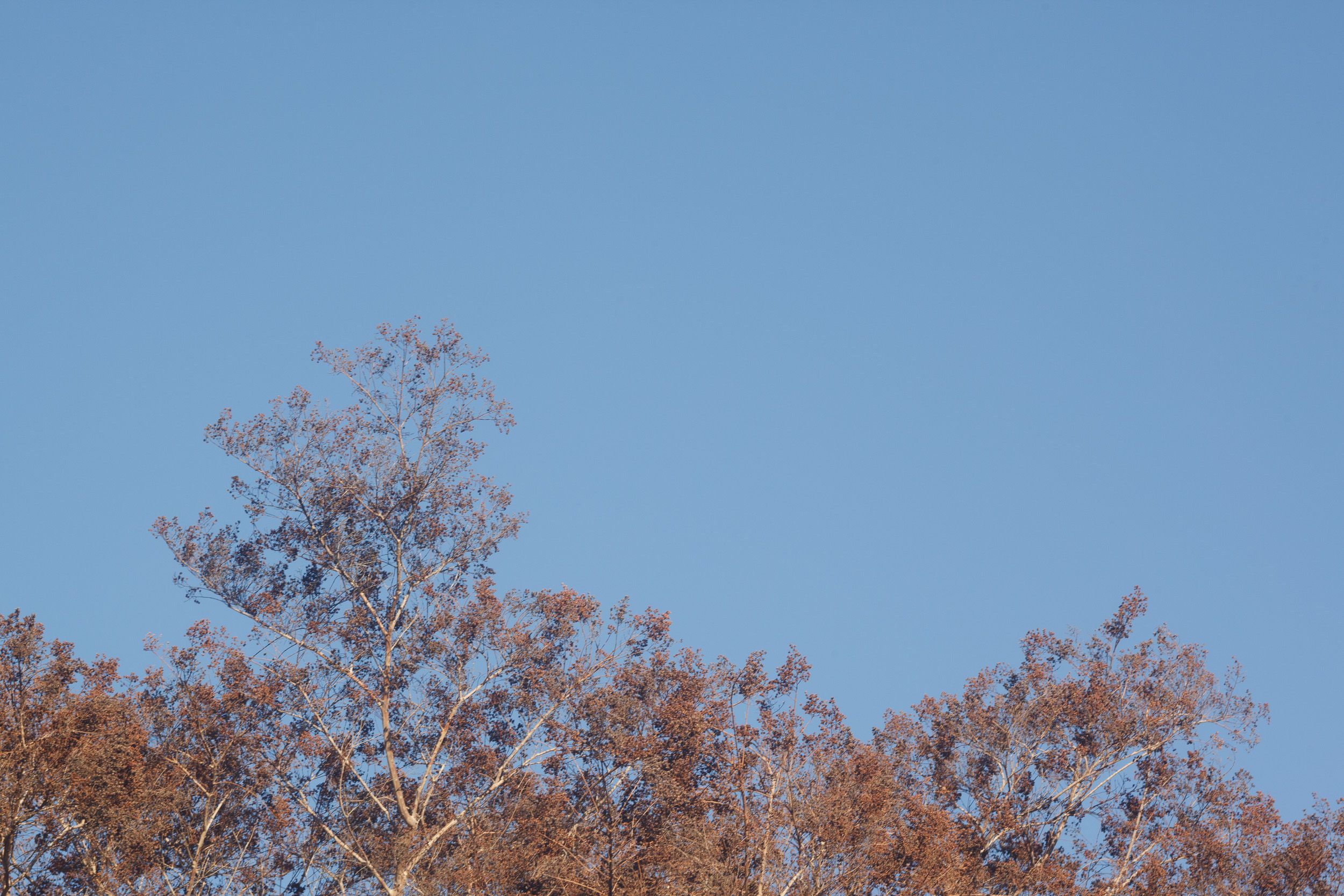 Brown autumn tree branches spread against a clear light blue sky.