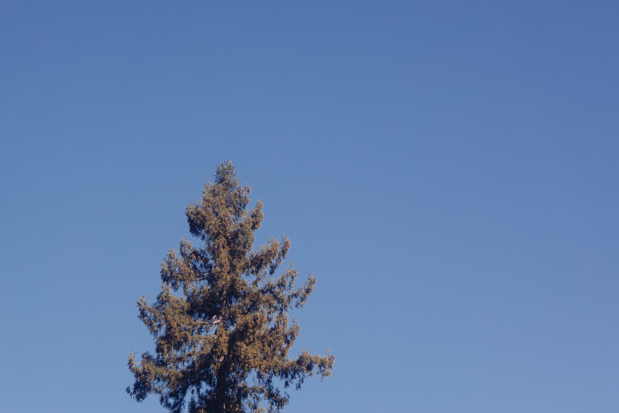 Tall evergreen tree with dense foliage stands against a bright blue sky.