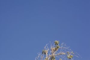 Delicate tree branches with sparse leaves reach upward into a deep blue sky.