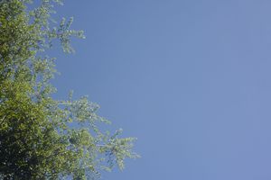 Fresh green leaves on tree branches contrast beautifully with a clear blue sky.