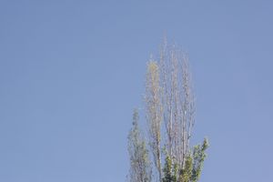 Tall poplar trees with vertical branches stretch skyward against azure backdrop.