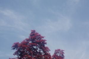 Vibrant pink flowering tree blooms against a soft blue spring sky.