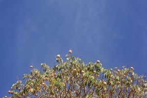 Cluster of white flowering dogwood blossoms reach toward bright blue sky.