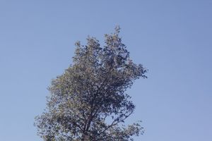 Leafy tree canopy with dense foliage spreads against clear blue sky.