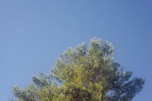 Green tree crown with spreading branches photographed against cloudless sky.