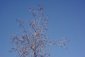 Delicate pink cherry blossoms reaching upward against clear blue sky.