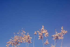 Delicate pink cherry blossoms branch out against deep blue sky background.