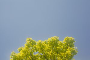 Vibrant yellow flowering bush contrasting with deep blue sky background.