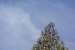 Tree canopy with yellow-green foliage silhouetted against light blue sky.