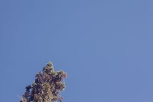Purple flowering tree branches stretching across bright blue sky.