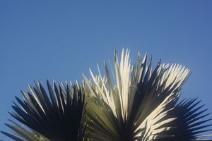 Fan palm fronds spreading dramatically against clear blue sky background.