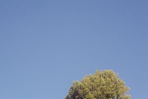 Green tree branches with dense foliage against cloudless blue sky.