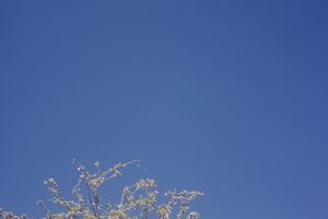 Clear blue sky with minimal tree branches visible at the top edge.