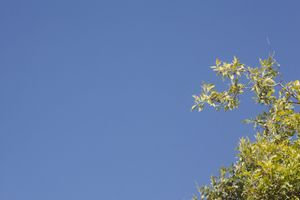 Bright yellow-green leaves and branches reaching up against azure sky.