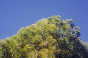 Sunlit green tree canopy with wispy branches against blue sky backdrop.