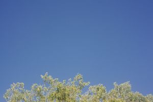 Yellow tree branches reach upward against a bright blue autumn sky.