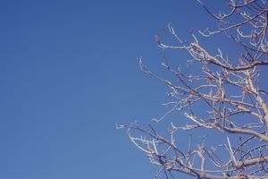 Bare winter tree branches create intricate patterns against a bright blue sky.