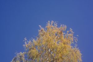 Golden leaves shimmer on tree branches against a vivid blue sky background.