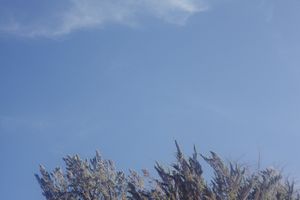 Tall grass stalks sway against a clear blue sky on a sunny day.