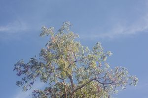 Sunlit tree canopy with yellow-green leaves spreads across a deep blue sky.
