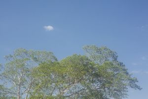 Leafy green tree tops stretch across a cloudless summer sky.