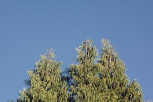 Weeping willow branches with light green foliage drape against azure sky.