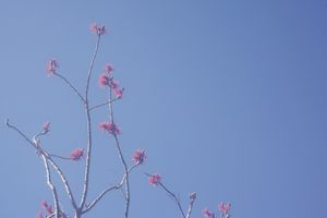 Delicate pink blossoms on thin branches contrast with bright blue sky.