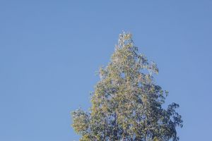 Green tree canopy with dappled sunlight stretches across clear blue sky.