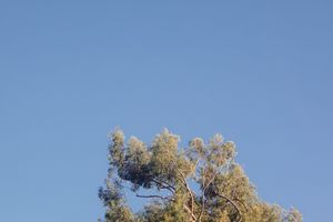 Golden tree foliage glows in sunlight against deep blue autumn sky.