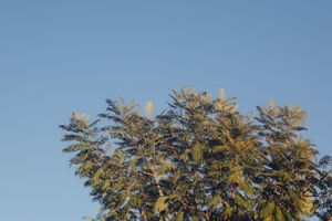 Tree branches with green leaves against a bright blue sky on a sunny day.