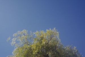 Lush green tree foliage contrasting against deep blue sky background.