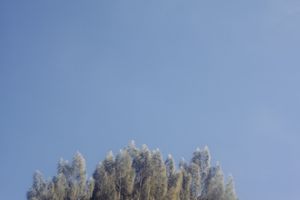 Evergreen tree tops reaching towards a clear blue sky.