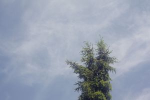 Wispy white clouds drift across blue sky behind tree branches.