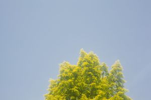 Bright yellow-green leaves of a tree crown against light blue sky.