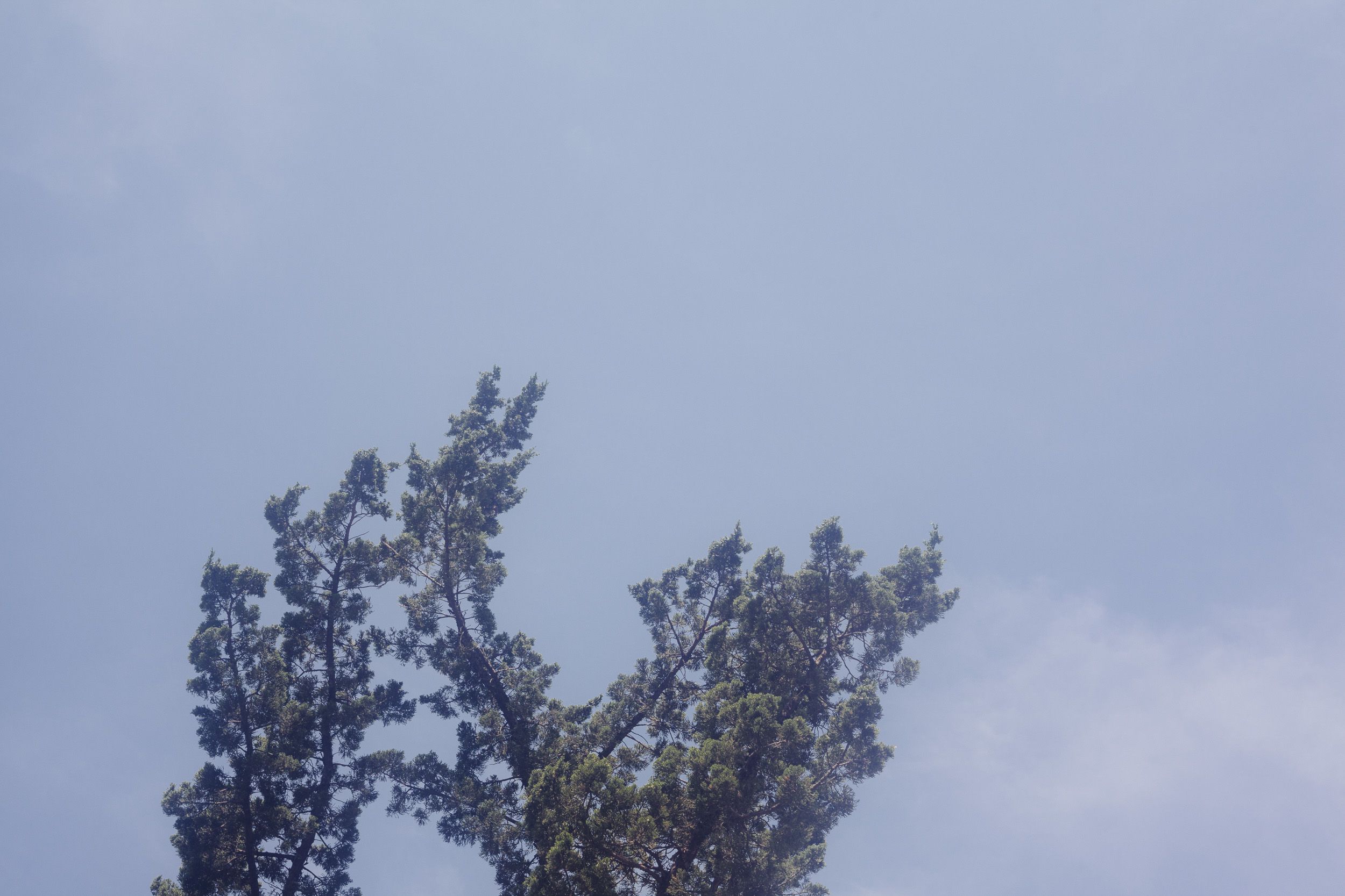 Dark silhouettes of pine tree branches against cloudy sky.