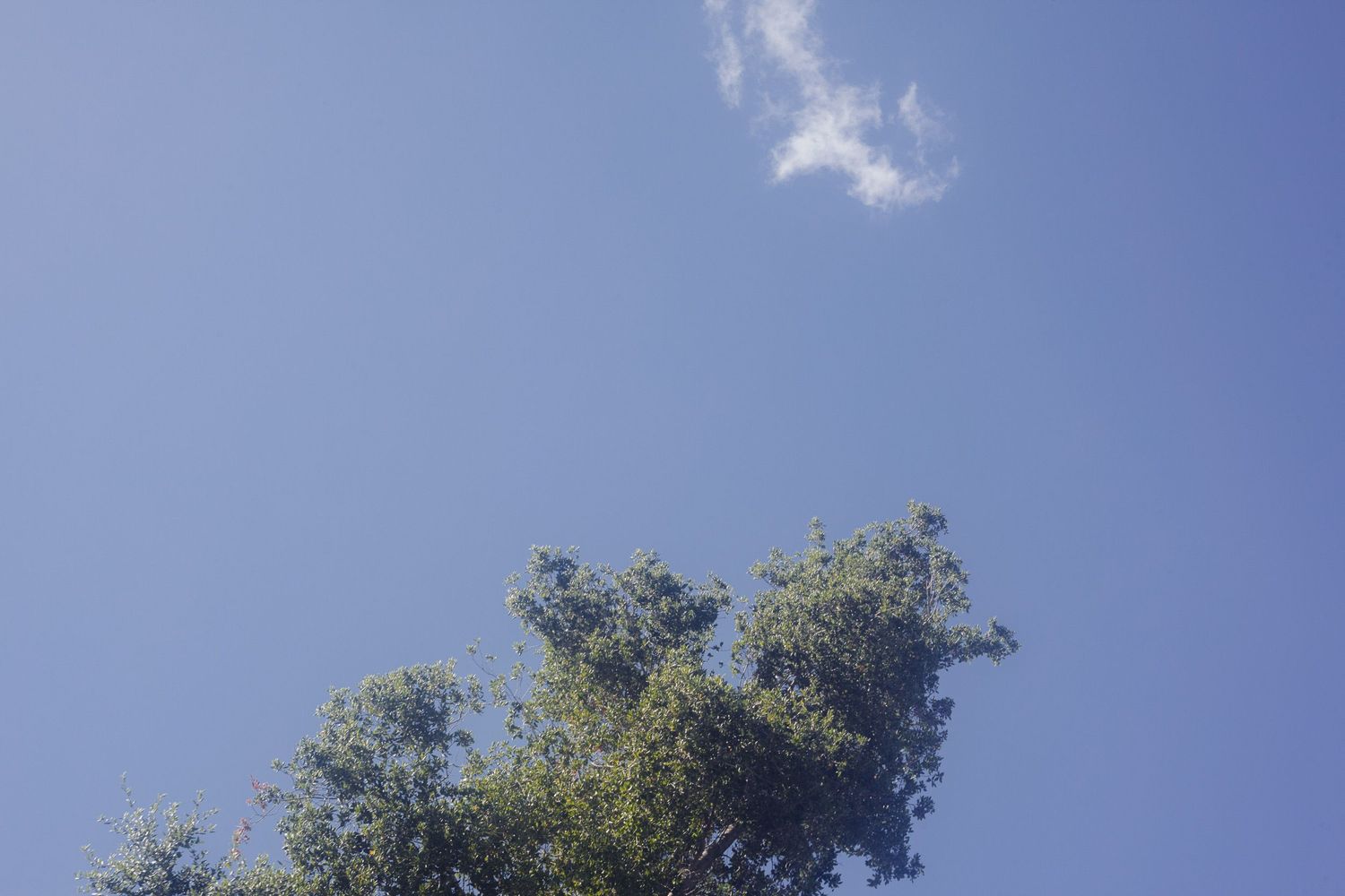 Photo of blue sky, the top of a tree and a single white cloud.