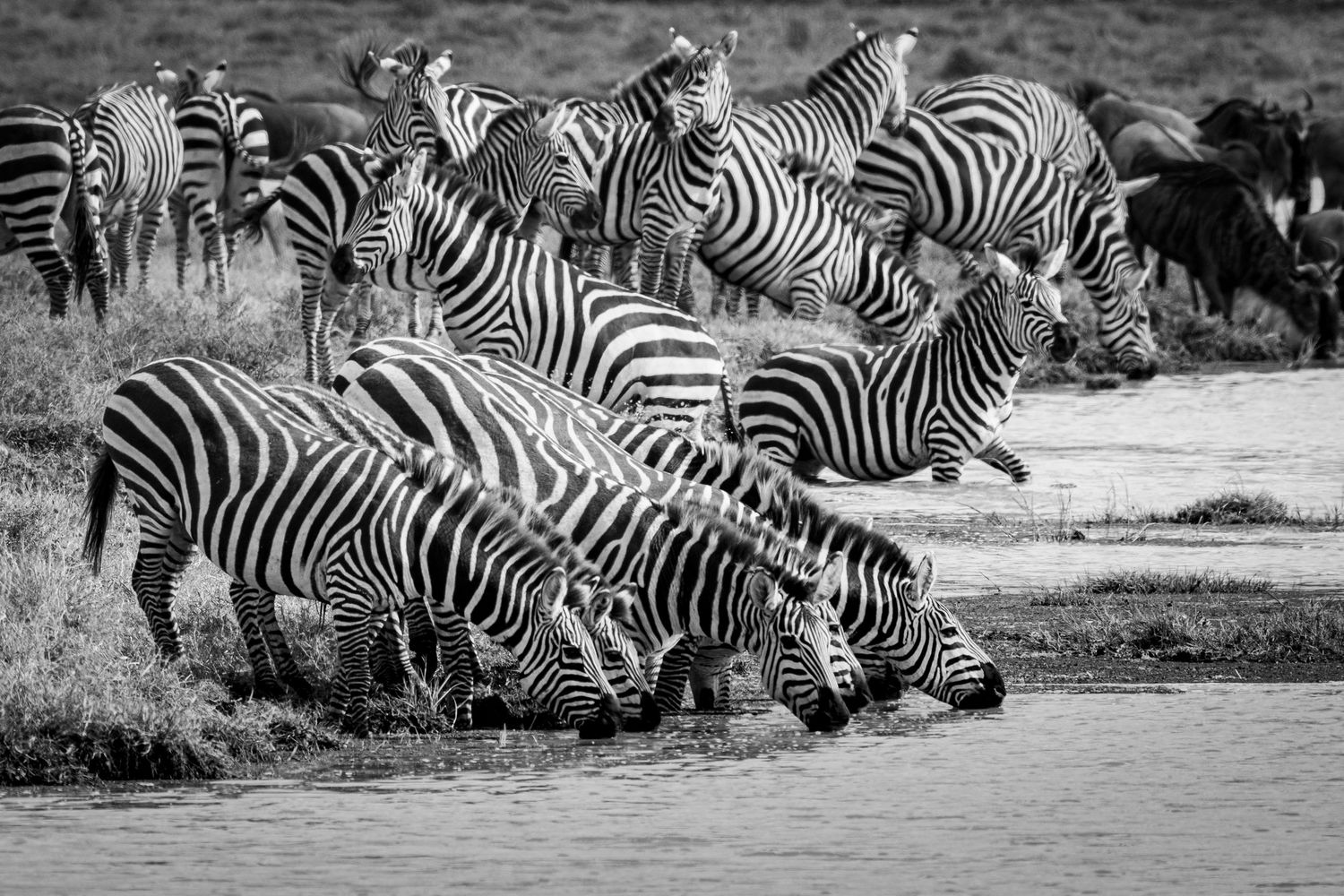 This black and white photo shows a herd of zebras and some Cape buffalos drinking at a watering hole in Ngorongoro Crater, Tanzania.