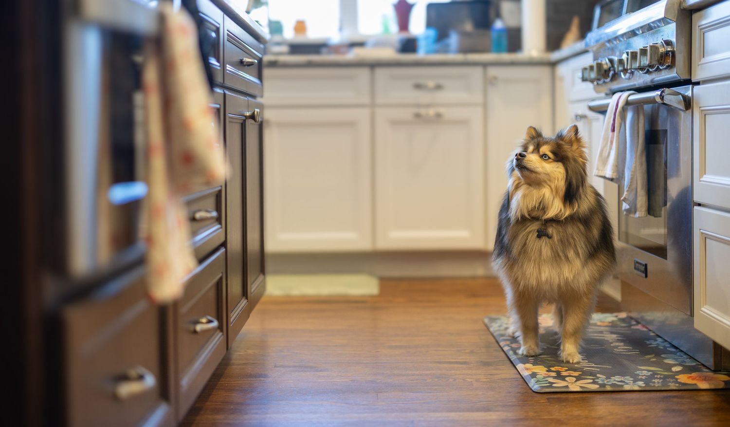 Pomsky dog looking up on a counter in the kitchen