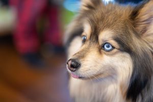 Close up of pomsky dog