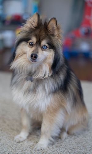 Close up of pomsky dog