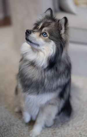 Close up of pomsky dog