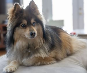 Close up of pomsky dog