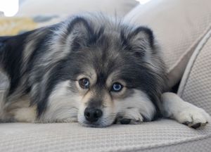Close up of pomsky dog