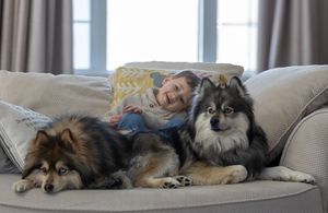 Pomsky dogs with human brother