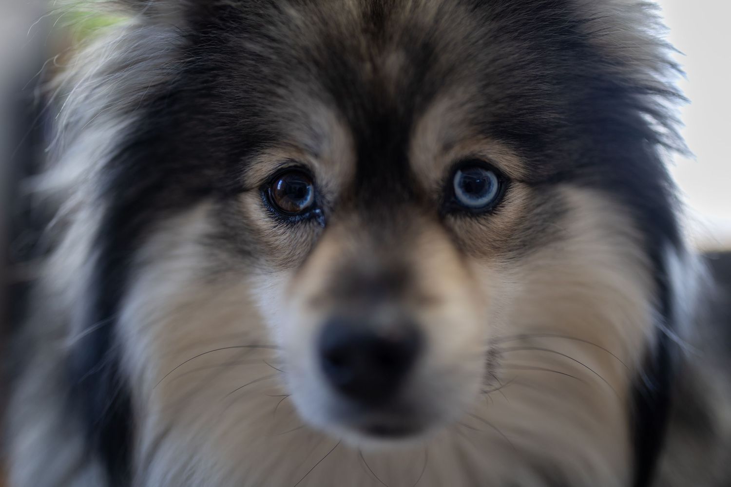 Close up of Pomsky dog