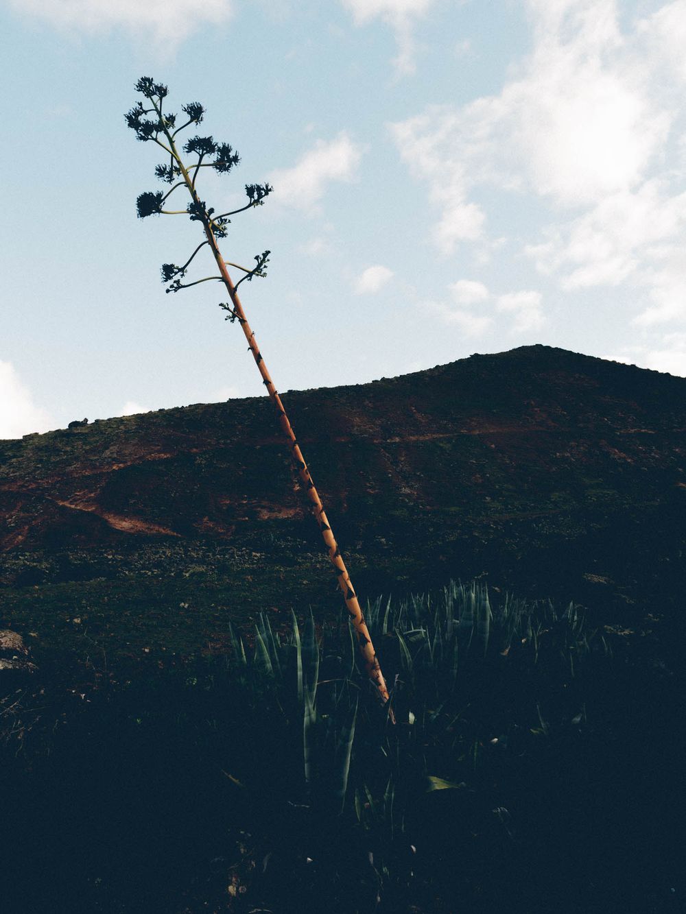 Lone dried plant stalk silhouetted against dark hillside and pale blue sky.