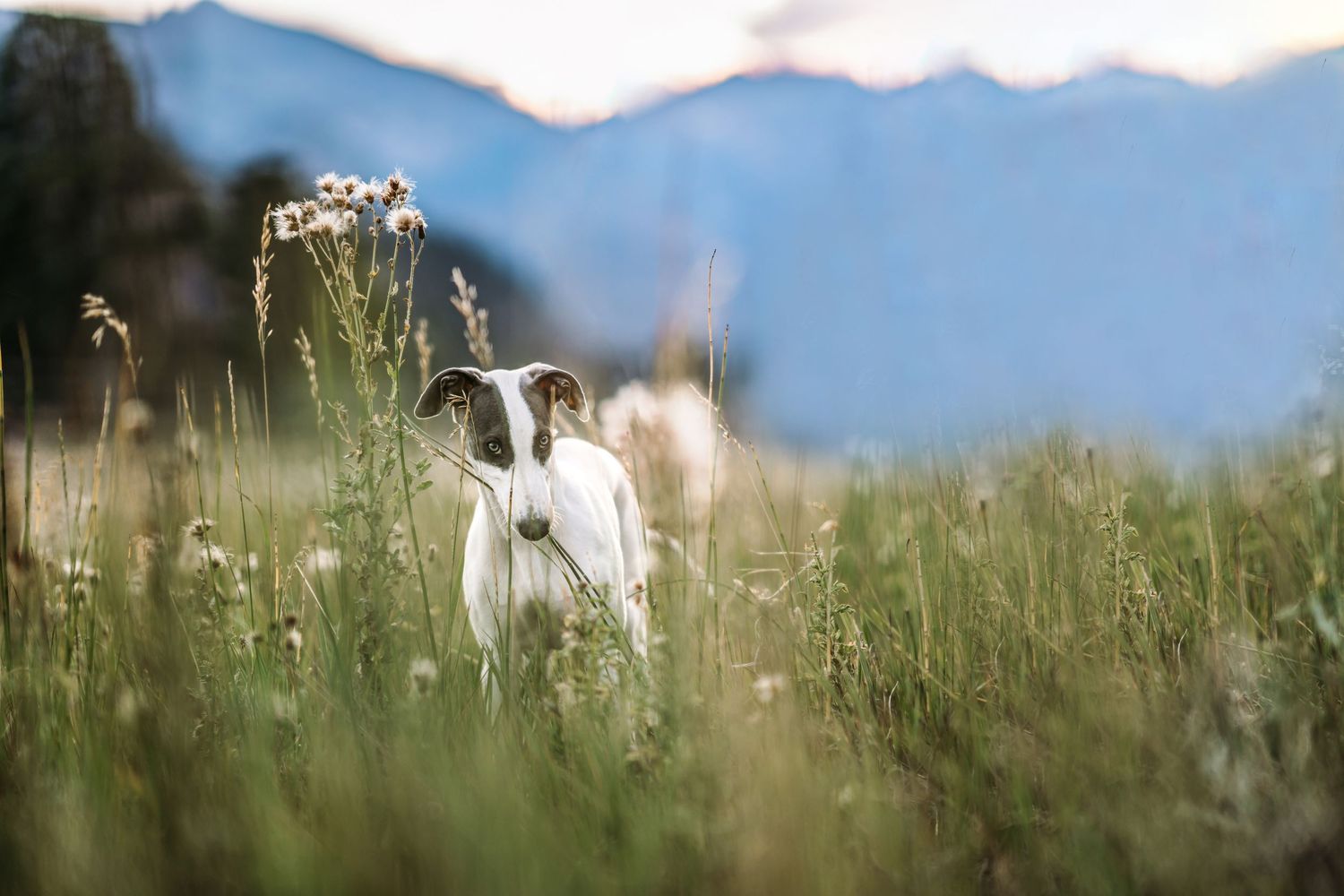 A greyhound puppy dog runs through a grassy meadow with mountains visible in the background. Denver Colorado pet photographer