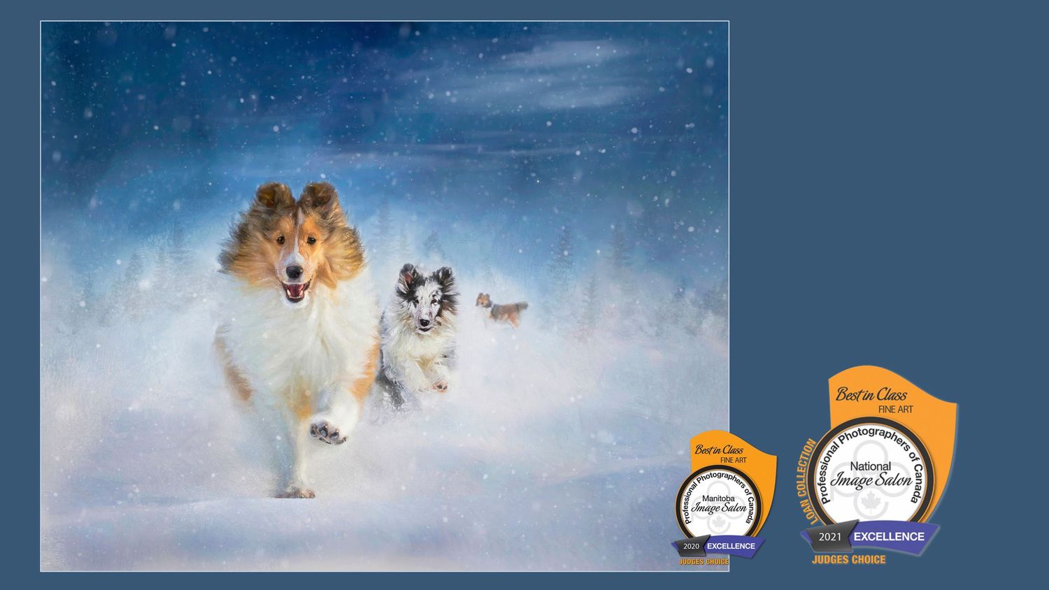 Three Shetland Sheepdogs running through falling snow, award-winning fine art image recognized at regional and national competitions