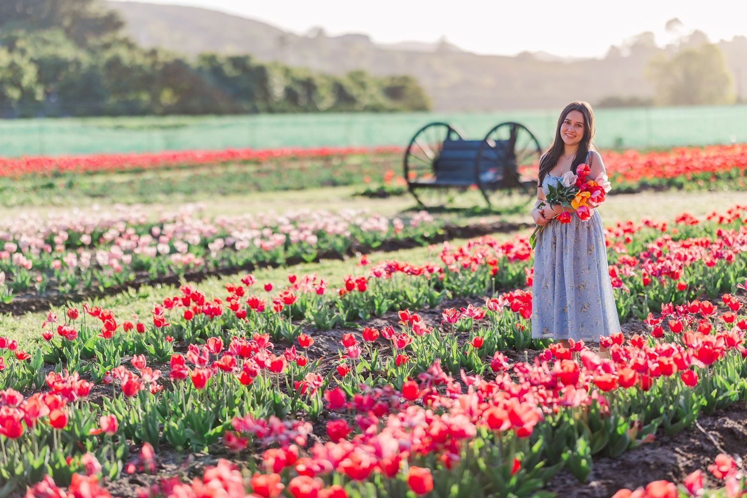A scenic tulip field at sunset with vibrant red flowers and a figure holding a bouquet among the blooming rows.