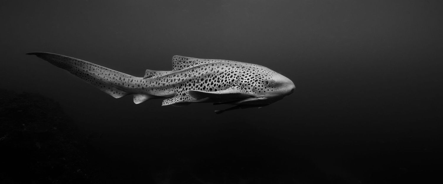 Leopard shark swimming